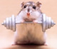 avatar_hamster