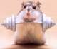avatar_hamster