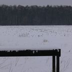 Schneefliegen am 02.01.2010