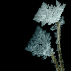 eiskristall